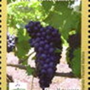2009 - Uvas Máximo