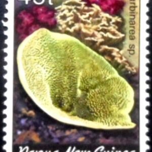 1983 - Cup Coral