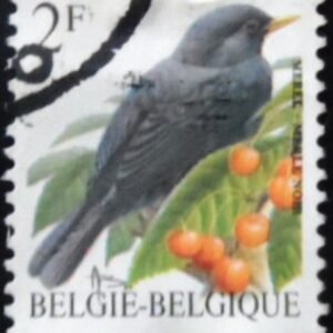 1992 - Common Blackbird