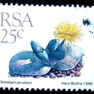 1988 - Cheiridopsis peculiaris