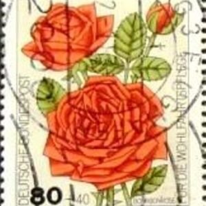 1982 - Garden Roses