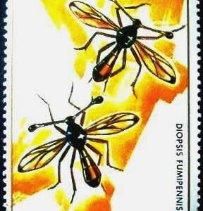 1973 - Stalk-eyed Fly