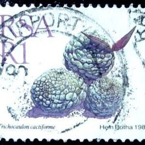 1988 - Trichocaulon cactiforme