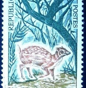 1964 - Water Chevrotain