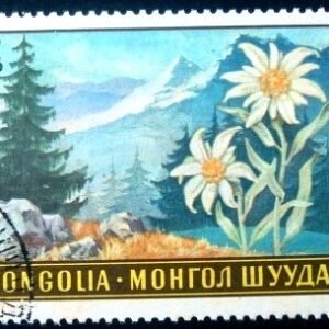 1969 - Leontopodium ochroleucum