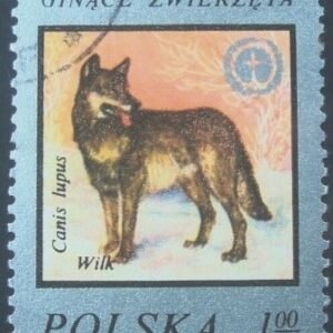 1977 - Wolf