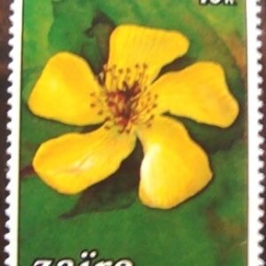 1984 - Hypericum revolutum