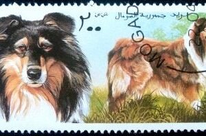 1997  - Rough Collie