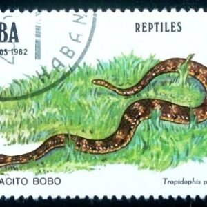 1982  - Leopard Dwarf Boa