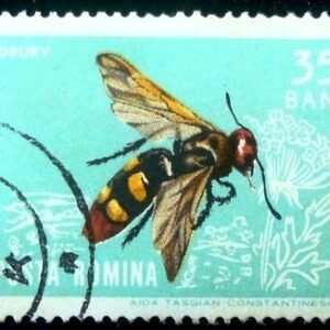1964 - Mammoth Wasp