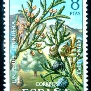 1972 - Spanish Juniper