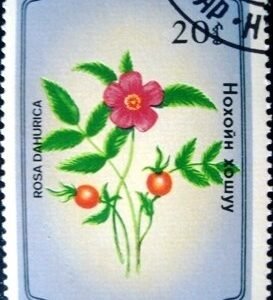 1985 - Rosa dahurica
