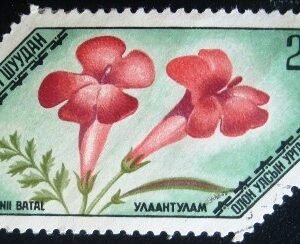 1975 - Plantas medicinais
