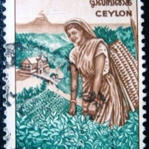 1964  - Selecionador de chá