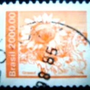 1985 - Girassol