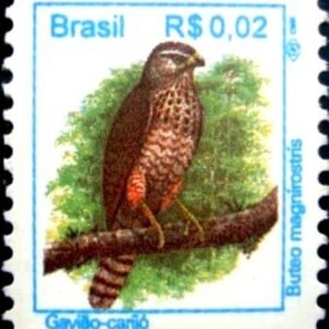 1994 - Gavião-carijó