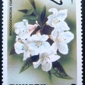 1976 - Rhododendron Fortunei