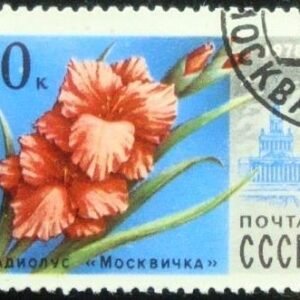 1978 - Gladiolus Moscovite