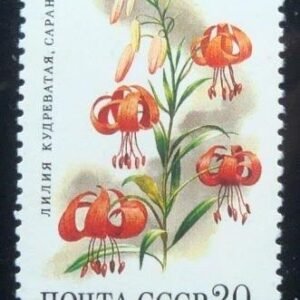 1988 -  Turk's-cap Lily