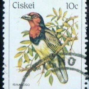 1981 - Black-collared Barbet