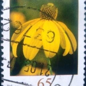 2006 - Rudbeckia Fulgida