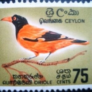 1966 - Black-hooded Oriole