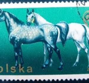 1975 - Wielkopolska Horse