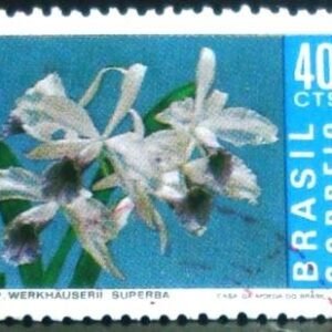 1971 - Laelia