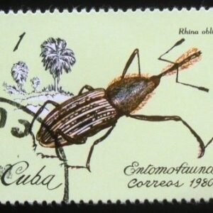 1980 - Weevil