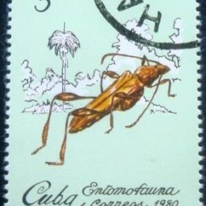 1980 - Cricket