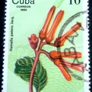 1980 - Hamelia patens