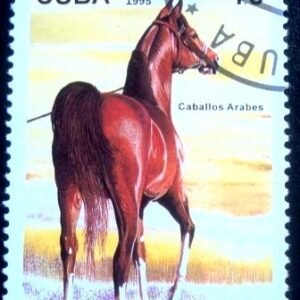 1995 - Chestnut Arabian Horse