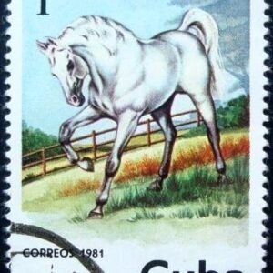 1981 -  Equus ferus caballus