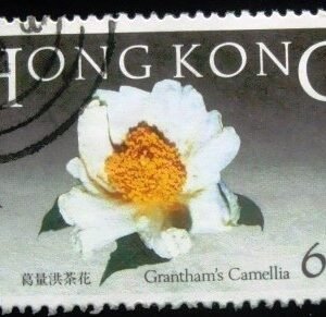 1985 - Grantham's Camellia
