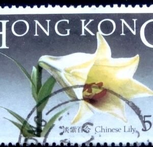 1985 - Chinese Lily