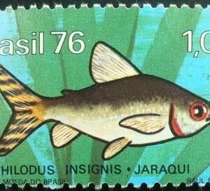 1976 - Jaraqui