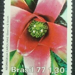 1977 - Neoregélia Carolinae