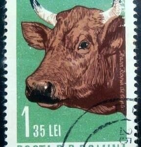1962 - Female Cattle