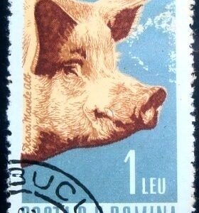 1962 - Domestic Pig