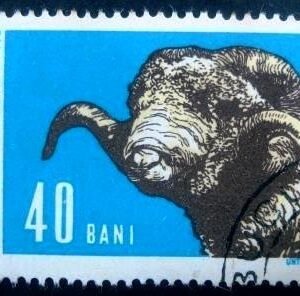 1962 - Merino Ram