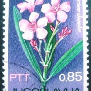 1967 - Nerium oleander