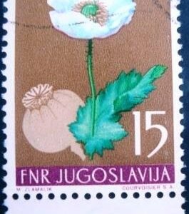 1955 - Opium Poppy