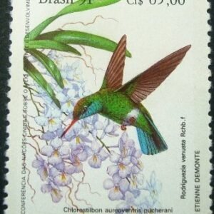 1991 - Clytolaema