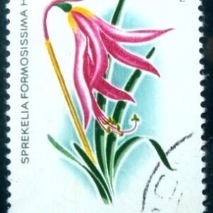 1980 - Jacobean Lily