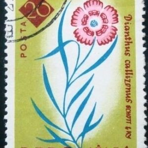 1961 - Piatra Craiului Pink