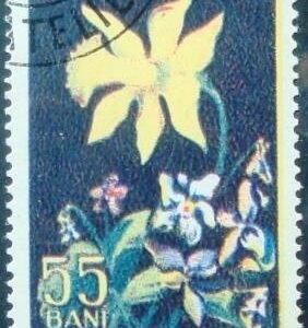 1956 - Viola odorata