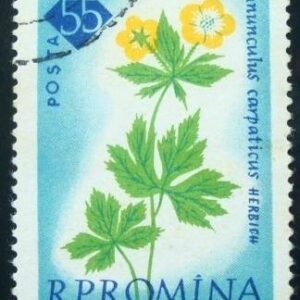 1961 - Buttercup