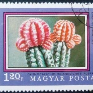 1971 - Chin Cactus
