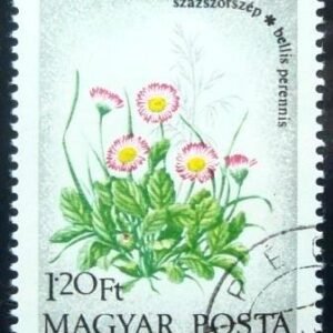 1973 - English daisies