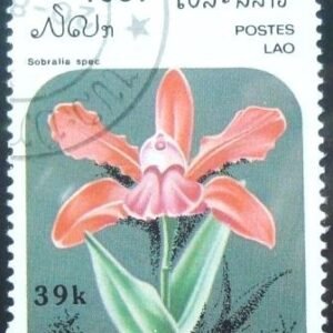1987 - Paphiopedilum hybrid 44